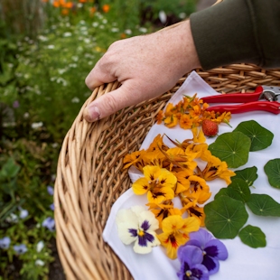 Edible flowers from the Reford Gardens