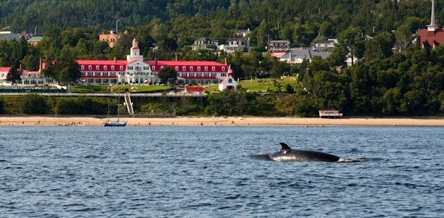 Whale and Hôtel Tadoussac in Côte-Nord