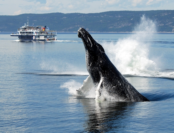 Leaping whale and sightseeing boat in Côte-Nord