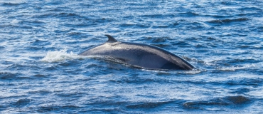 Bas-Saint-Laurent : où voir les baleines