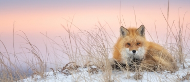 Quels animaux peut-on observer en hiver dans l’est du Québec?