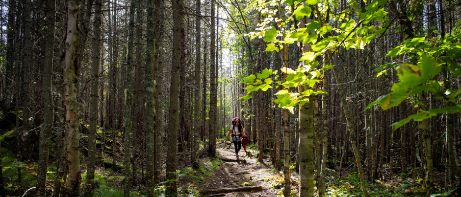 Outdoor Activities to Explore the Forests of Eastern Québec