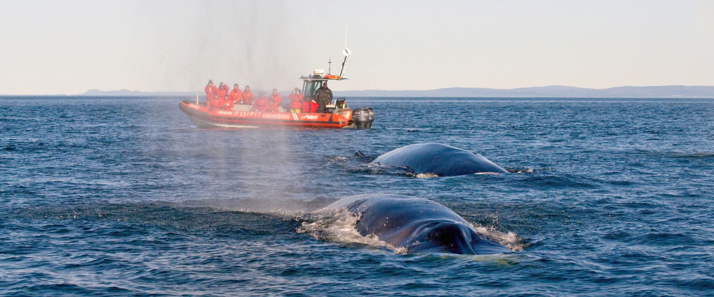 Essipit Cruises : activities | Québec maritime