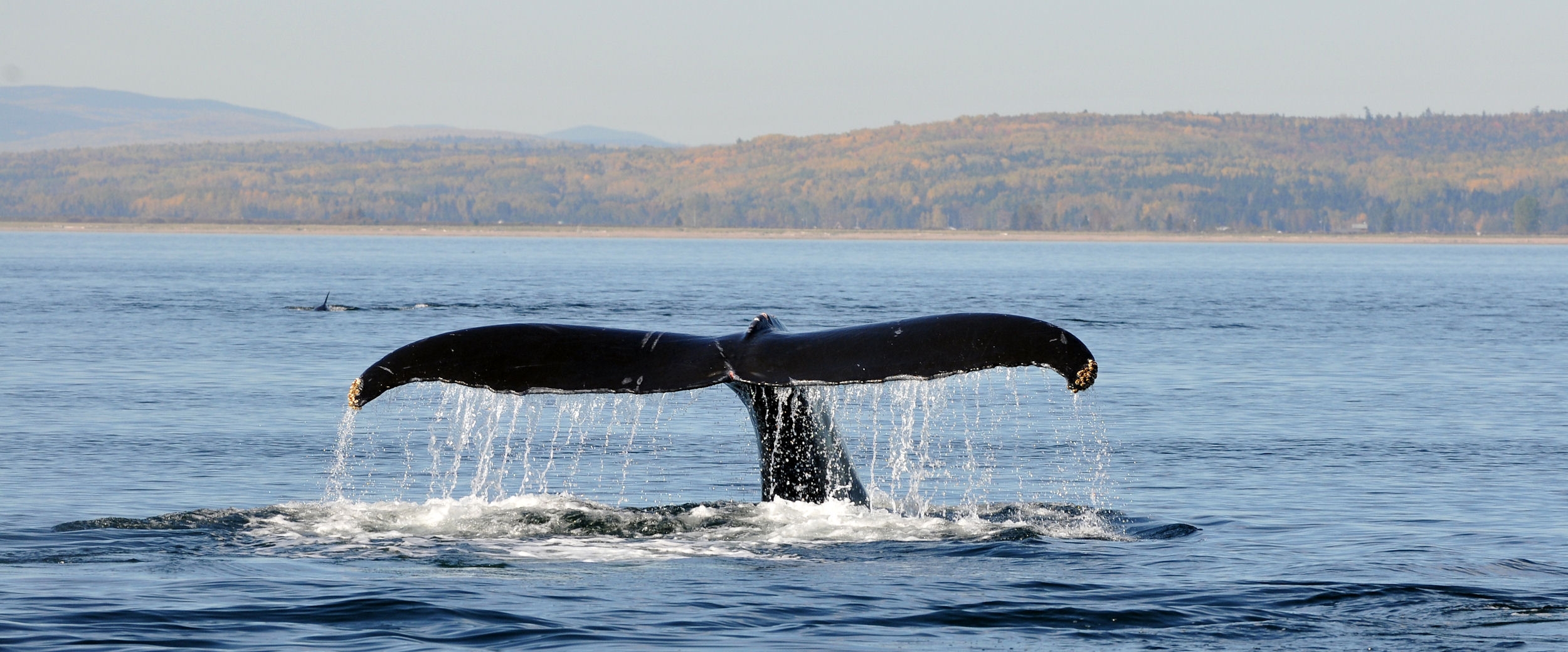 Croisières Baie de Gaspé (cruises) : activities | Québec maritime