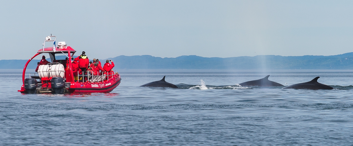 whale watching essipit cruise