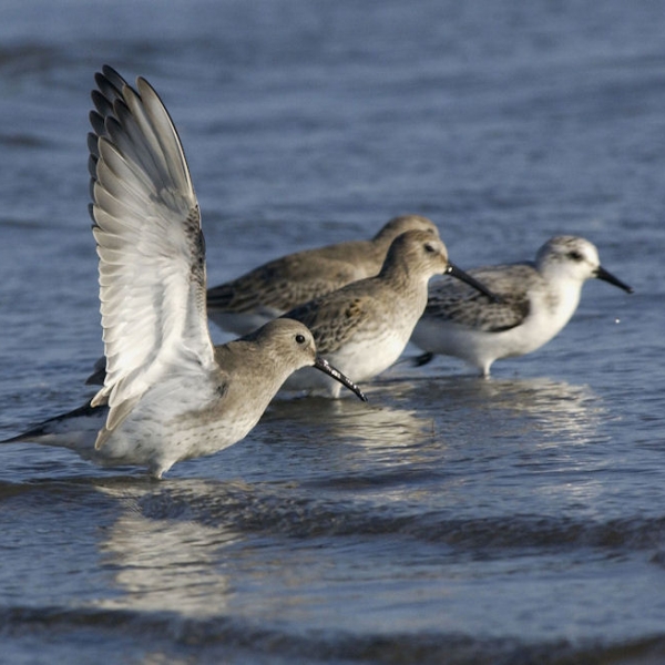 Profiter de l'hiver pour l'observation des oiseaux en Saskatchewan