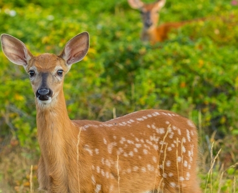 Wildlife Observation in Québec | Discover Our Species!