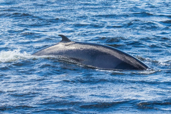 Where to See Whales in Bas-Saint-Laurent