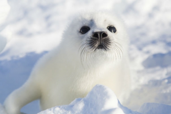 harp seal pup wallpaper