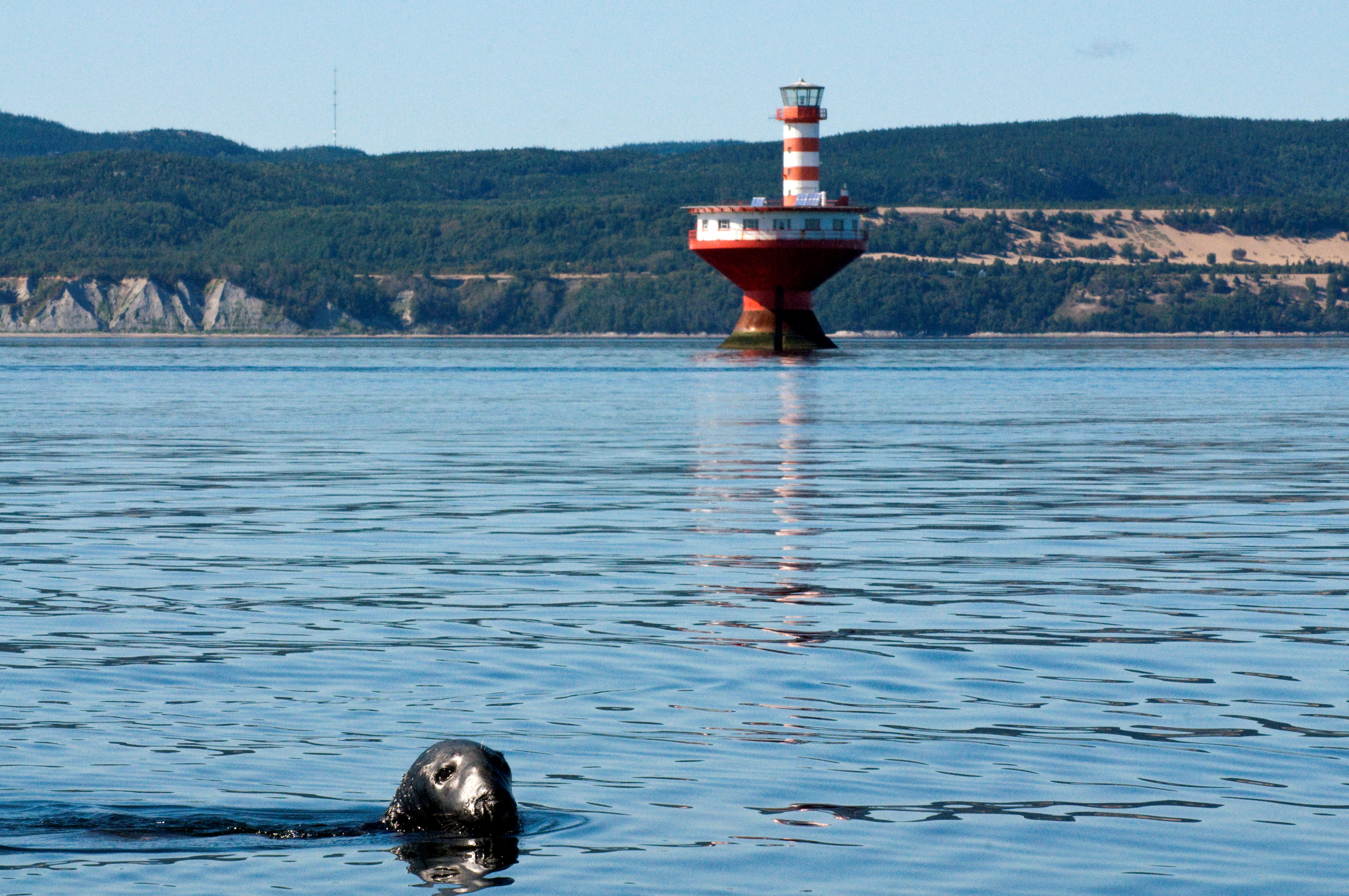 Les Phoques Du Saint-Laurent : Observation Des Phoques Au Québec Maritime