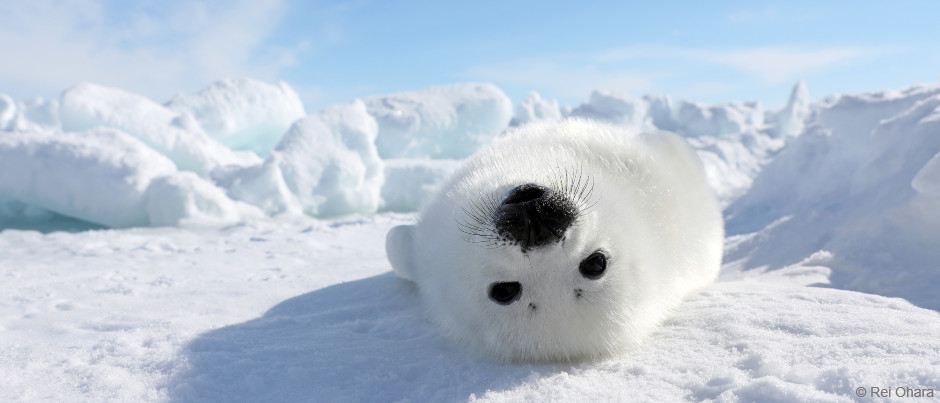Images Of Baby Seals